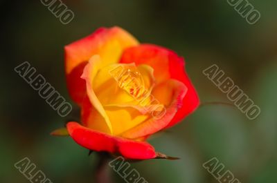 Orange rose