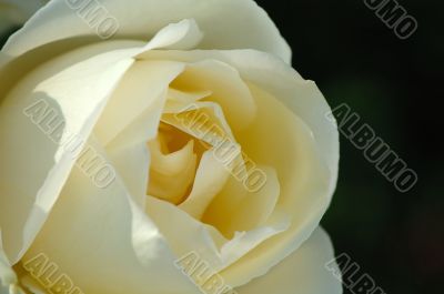 White rose
