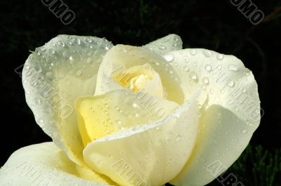 White rose with droplets