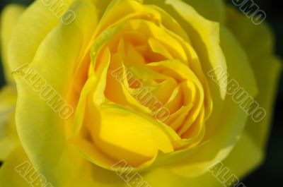 Detail of yellow rose