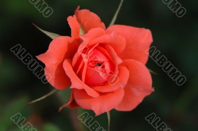 Pink rose