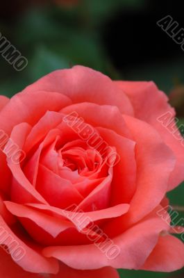 Pink rose
