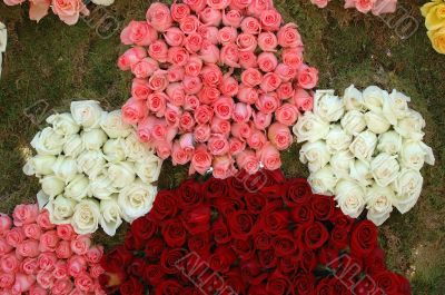 Pattern of roses