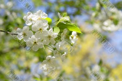 Apple flowers