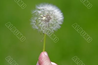 Dandelion