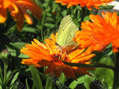 Yellow butterfly