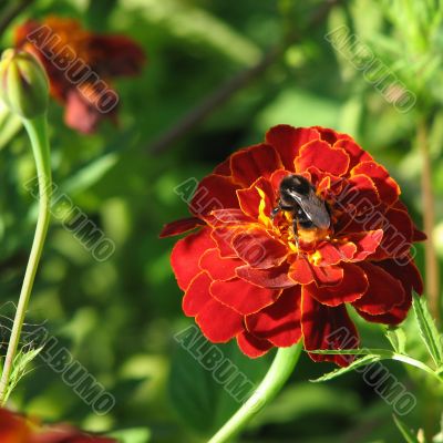 A bee on red marygold