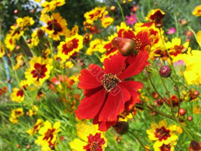 Red and yellow flowers of cosmos