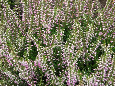  Bush  of blossom decorative  heather