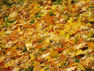 Autunm leaves on the land