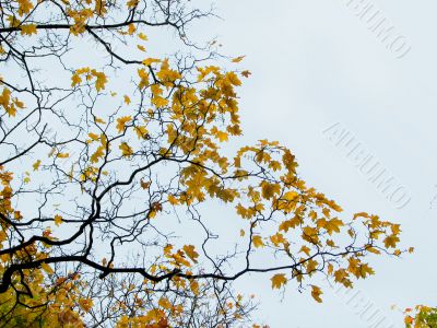 Yellow maple leaves on top of the tree