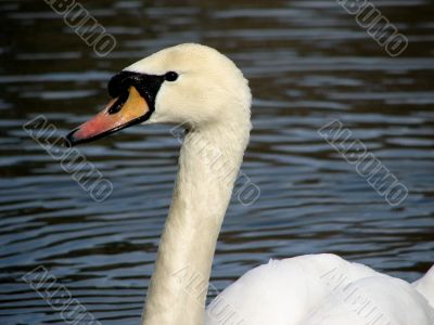 White swan on the lake, close-up