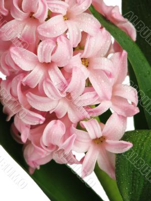 Pink hyacinth with drops of water