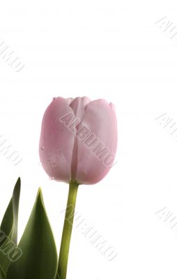 tulip