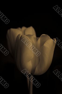 tulip
