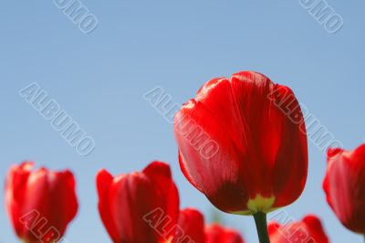 Red tulips field
