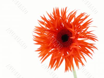 pretty gerbera