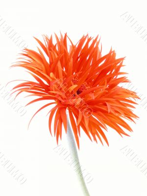 pretty gerbera