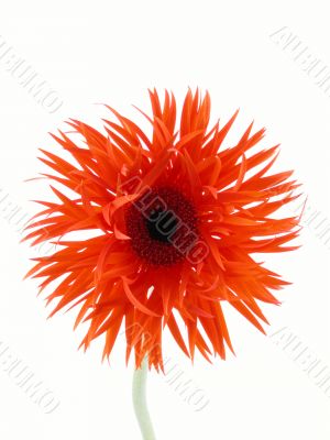 pretty gerbera