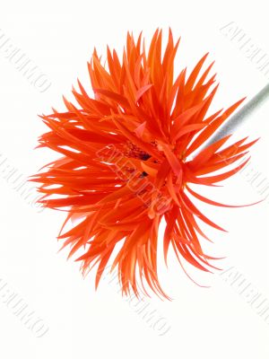 pretty gerbera