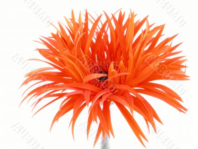 pretty gerbera