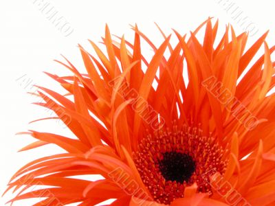 pretty gerbera