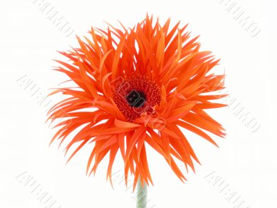pretty gerbera