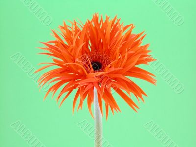 pretty gerbera