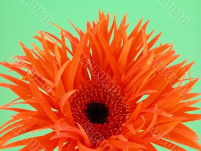 pretty in orange