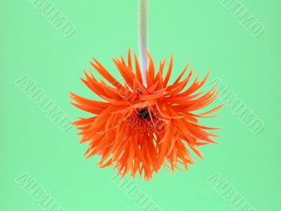 pretty in orange