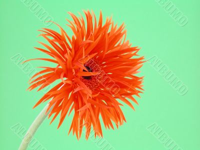 pretty gerbera