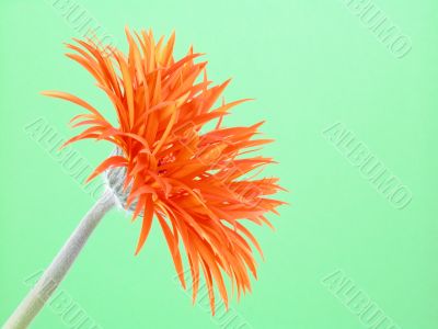 pretty in orange
