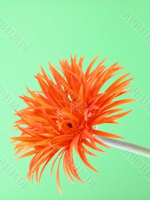 pretty in orange