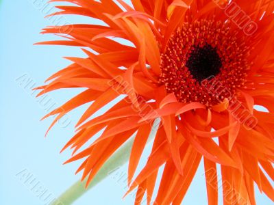 pretty gerbera