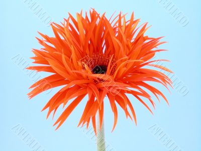 pretty in orange