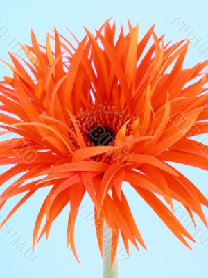 pretty in orange