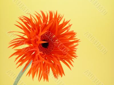 pretty in orange