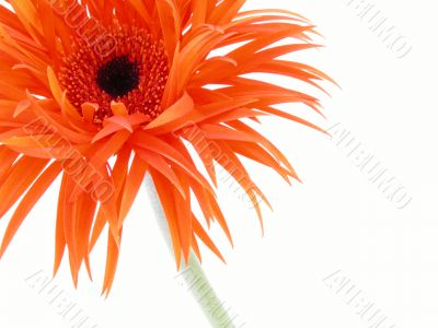pretty in orange