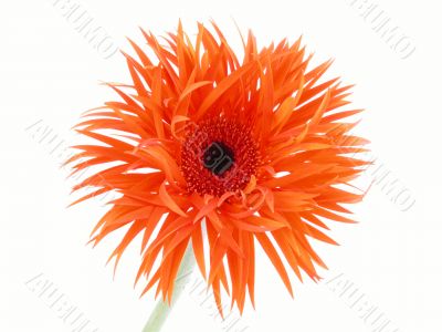 pretty in orange