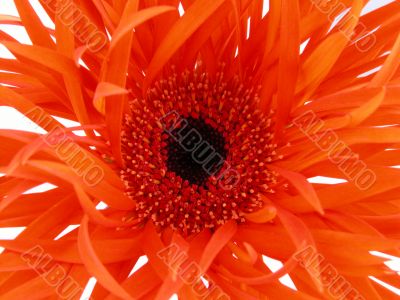 pretty in orange