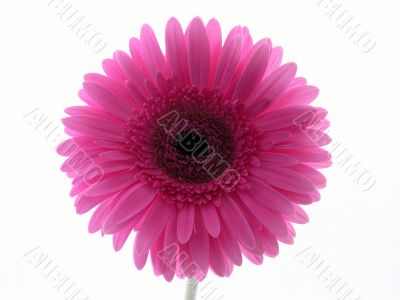 pretty in pink