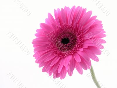 pretty in pink