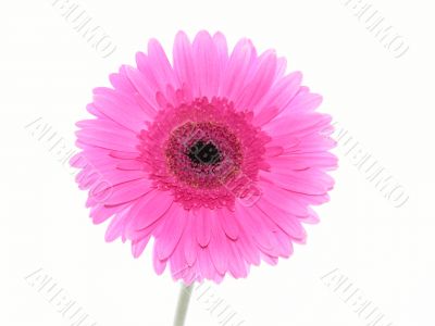 pretty in pink