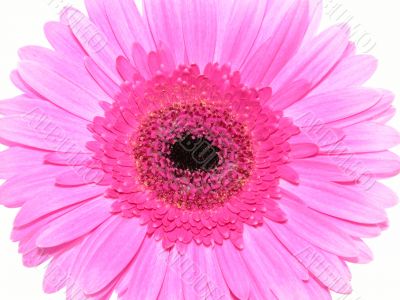 pretty in pink