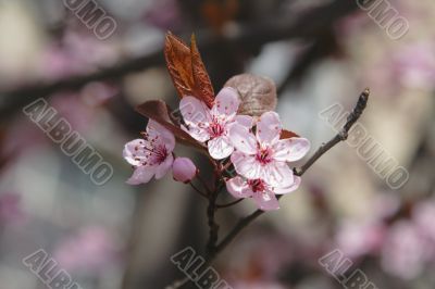 Apple flowers