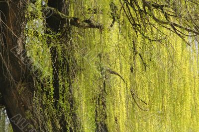 Abstract willow texture