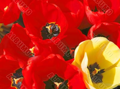 Tulips