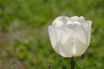 White tulip