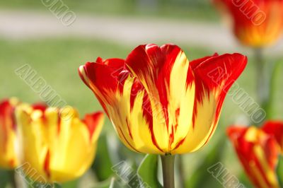 Tulips field