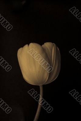 tulip